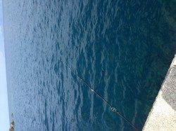 日本海福井県でも新子連れ出しました^o^