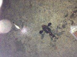 加太漁港、底釣り＆カゴ釣りの釣果