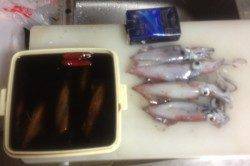 大蔵海岸でライトエギング、23時頃からアタリが出始めました