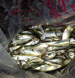 飾磨～広畑　夕方のサビキ釣りでアジ150尾　暇なく遊べます