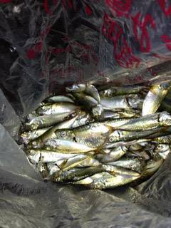 飾磨～広畑　夕方のサビキ釣りでアジ150尾…