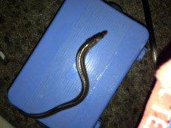 飾磨～広畑でサビキ釣り、アジは沢山釣れました。