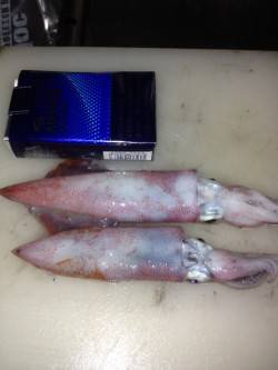 大蔵海岸、ライトエギングでケンサキＧＥＴ！…