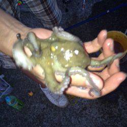 飾磨～広畑　サビキ・ウキ釣り・ズボ釣りで　アジ・タコ・ハネなどの釣果