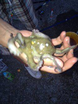 飾磨～広畑　サビキ・ウキ釣り・ズボ釣りで　アジ・タコ・ハネなどの釣果