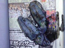 田烏～釣姫でのエギング釣果