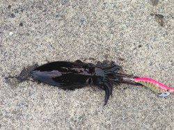 和歌山中紀エリア ランガン調査、新子が入れ食いです