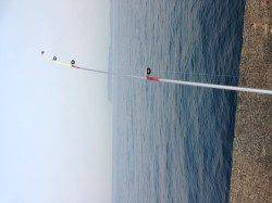 加太漁港でアジ・キスなどの釣果