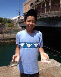 マリーナシティでサビキ、胴付き　晩ご飯のおかずGET！