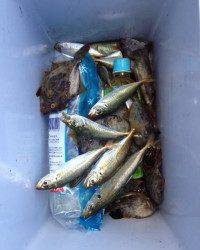 マリーナシティでサビキ、胴付き　晩ご飯のおかずGET！