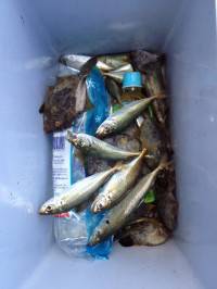 マリーナシティでサビキ、胴付き　晩ご飯のおかずGET！