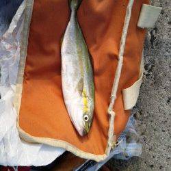 早朝5時から武庫川一文字へツバスを狙いに釣行