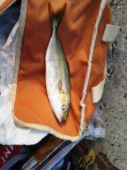 早朝5時から武庫川一文字へツバスを狙いに釣行