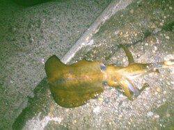 林崎漁港でエギング、アオリ＆ケンサキの釣果☆