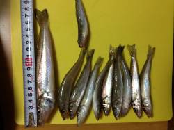 高砂埋立地　夜釣りのちょい投げでキス40匹…