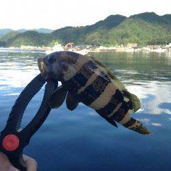 伊根エリアで朝マズメのみ3時間の釣行