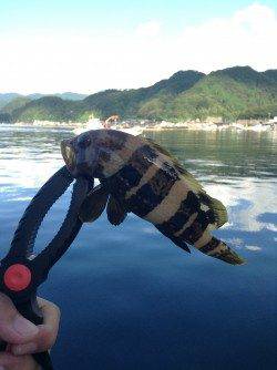 伊根エリアで朝マズメのみ3時間の釣行