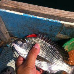 福良湾　かかり釣りでチヌ・キビレ・アジの釣果