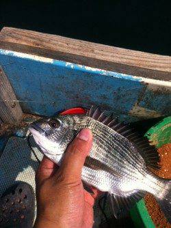 福良湾　かかり釣りでチヌ・キビレ・アジの釣果