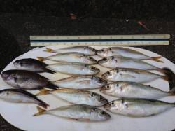 加太漁港　朝のサビキ・ちょい投げでアジ・サ…