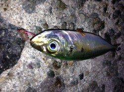 垂水漁港、天秤でアジＧＥＴ！