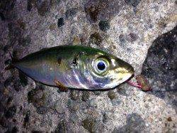 垂水漁港、天秤でアジＧＥＴ！