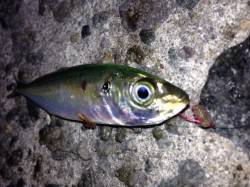 垂水漁港、天秤でアジＧＥＴ！