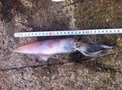 富島：ヤエンでケンサキ、サビキはアジ多数！！