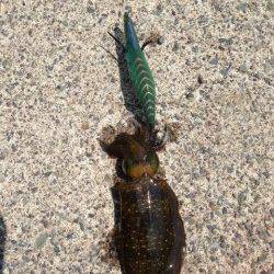 日本海福井県でも新子連れ出しました^o^