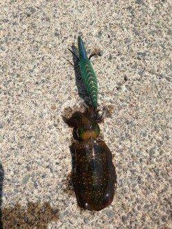 日本海福井県でも新子連れ出しました^o^