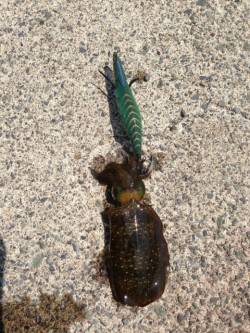 日本海福井県でも新子連れ出しました^o^