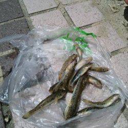 武庫川河口　ちょい投げでハゼの引き楽しめる