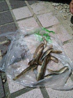 武庫川河口　ちょい投げでハゼの引き楽しめる