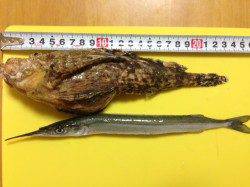 加太漁港、底釣り＆カゴ釣りの釣果