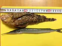 加太漁港、底釣り＆カゴ釣りの釣果