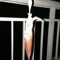 大蔵海岸でライトエギング、23時頃からアタリが出始めました