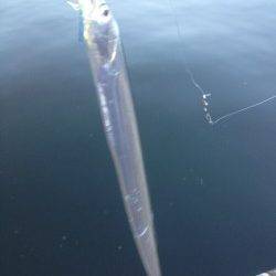 兵庫突堤ジグサビキにタチウオの釣果