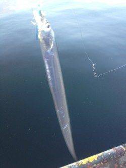 兵庫突堤ジグサビキにタチウオの釣果