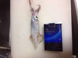 大蔵海岸　エギングでケンサキ　1パイ目ゲッ…