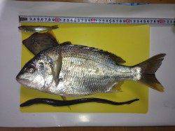 泉佐野エリアでキチヌ・アナゴなどの釣果