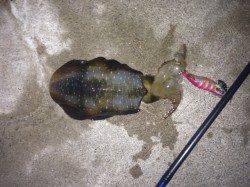 小島　エギングでアオリイカ新子2ハイ　サイズアップに期待