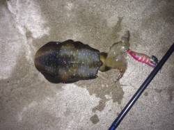 小島　エギングでアオリイカ新子2ハイ　サイ…