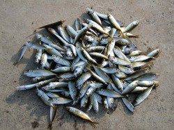 飾磨～広畑でサビキ釣り、アジは沢山釣れました。