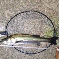 飾磨～広畑　サビキ・ウキ釣り・ズボ釣りで　アジ・タコ・ハネなどの釣果