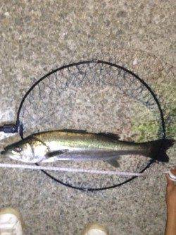 飾磨～広畑　サビキ・ウキ釣り・ズボ釣りで　アジ・タコ・ハネなどの釣果