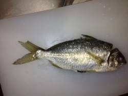 加太漁港での投げ釣り＆飛ばしサビキ釣果