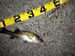 南甲子園浜にハネを狙いにいきました！