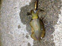 田烏～釣姫でのエギング釣果