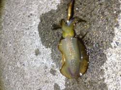 田烏～釣姫でのエギング釣果