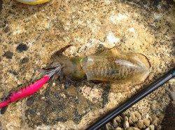 和歌山中紀エリア ランガン調査、新子が入れ食いです